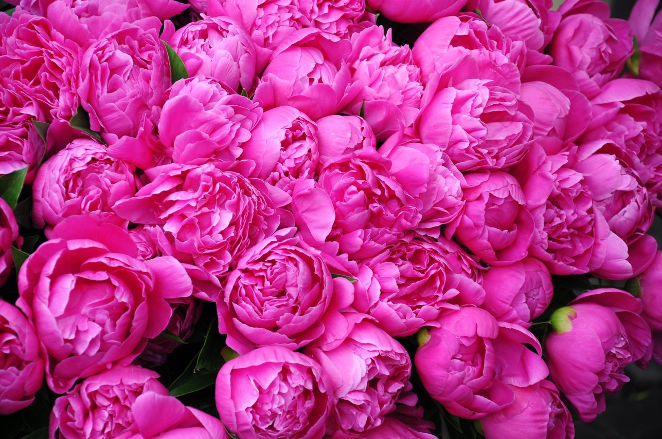 Pink Peony Flowers