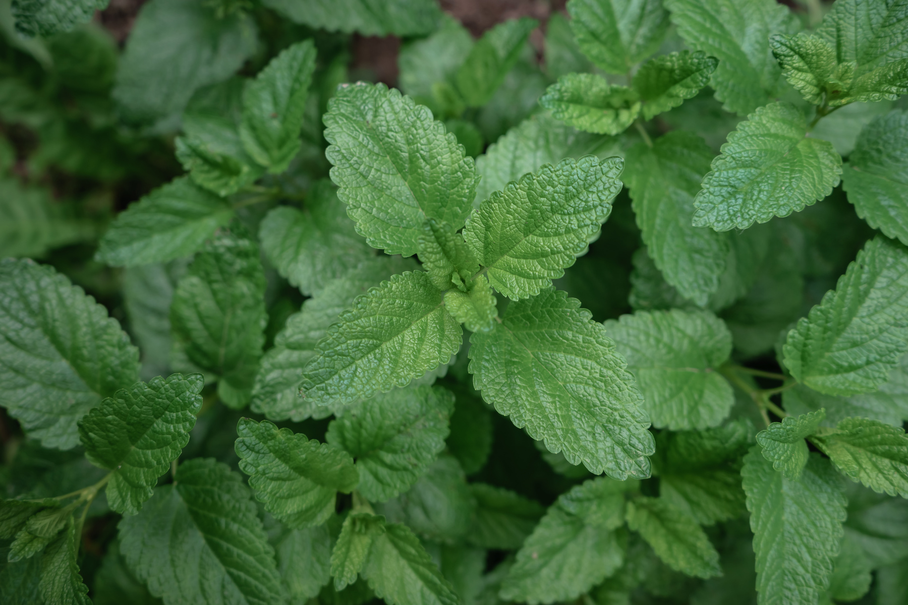 Detail of a mint leaf plant. Beautiful Background pattern for design.