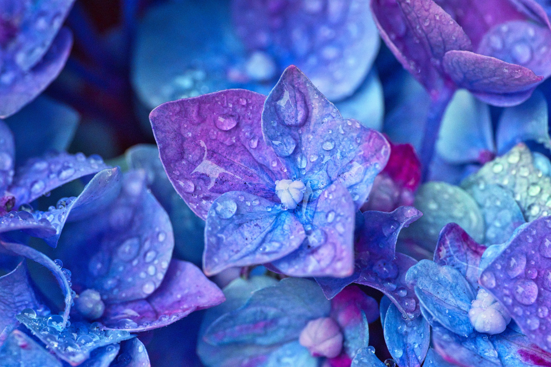 Wet Hydrangea Flowers